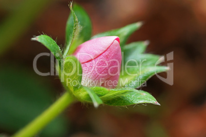 rosa erdbeerblütenknospe