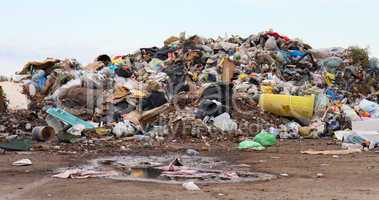 Birds and dogs on the landfill