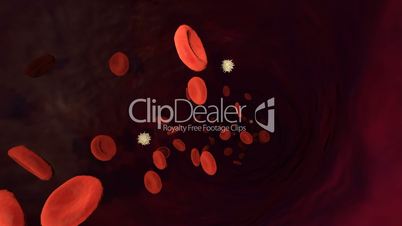 3D Motion Graphic Red and white Blood Cells