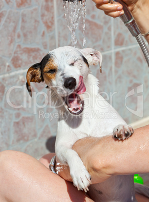 Wash dog - Jack Russell Terrier