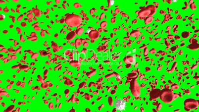Digital 3D Red and White Blood Cells on Green Screen