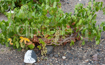 Santorini vineyard - Grecee