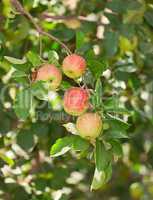 Red apples on apple tree