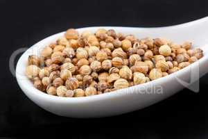 Coriander