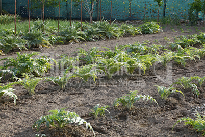Cultivation of artichokes