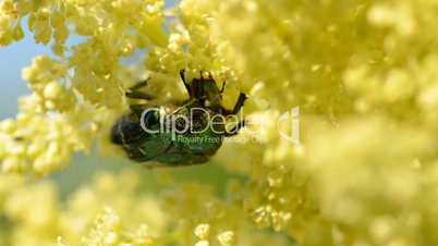 bug Protaetia (Liocola) marmorata gathering pollen