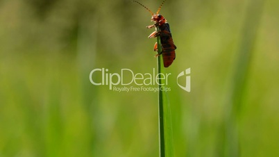 bug flight on the blade of grass