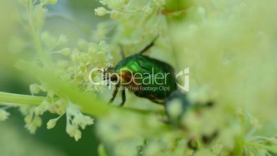 bug protaetia (liocola) marmorata gathering pollen
