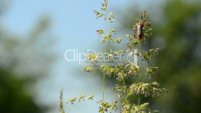 bug flight on the blade of grass