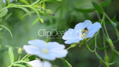 bug flight on the blue flower