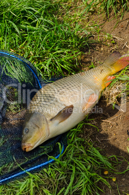 carp, freshwater fish