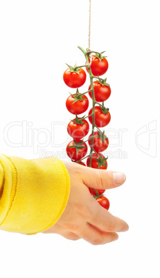 tomatoes pachino