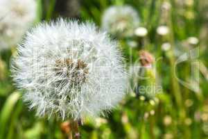 dandelion