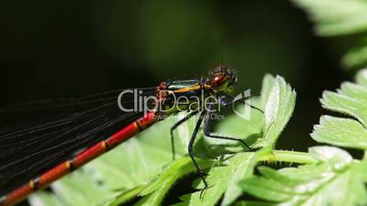 Large red damselfly