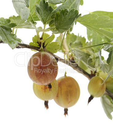 gooseberries  on a bush