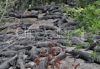 Alligators Resting
