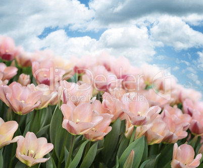 Pink Tulips