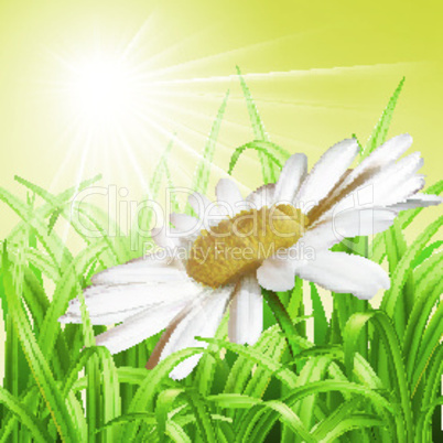 Green grass with daisy - summer background.