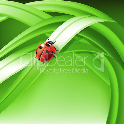 ladybug on grass