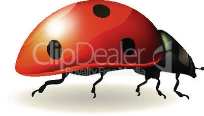 Ladybird. Vector illustration.