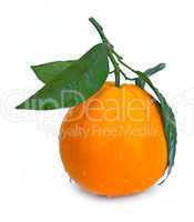 Ripe orange fruit with leaf and water drops