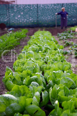 Long rows of green loose leaf lettuce