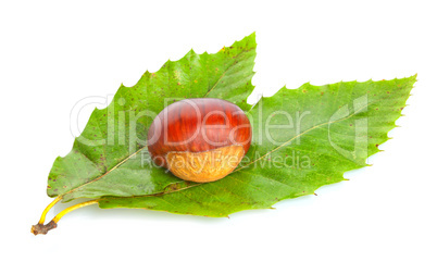 chestnut on green leaves