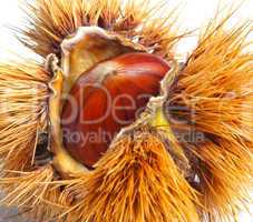 Chestnut hedgehog