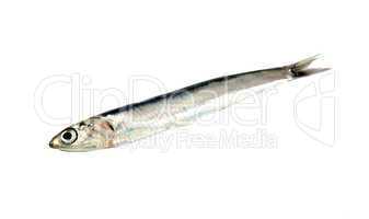 Fresh raw sardine