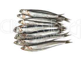 Fresh raw sardines