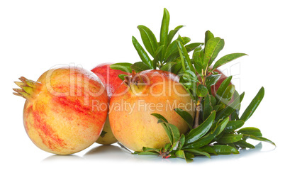 Pomegranates with leaves