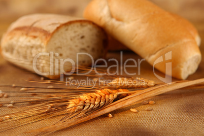 Bread rye spikelets on an old background