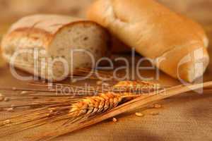 Bread rye spikelets on an old background