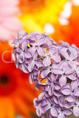 Fliederbusch vor Blumen