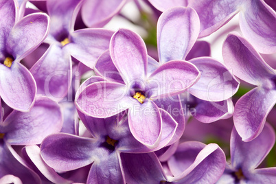 Fliederblüten Makro