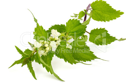 Blühende Brennnessel - Blooming stinging nettle