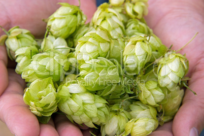 Hopfen in der Hand - Hop in hands