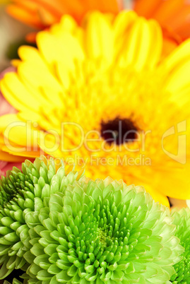 Chrysanthemen und Gerbera