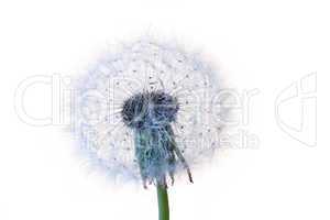 Pusteblume