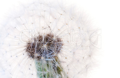 Pusteblume Makro