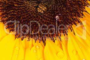 Makroaufnahme Sonnenblume