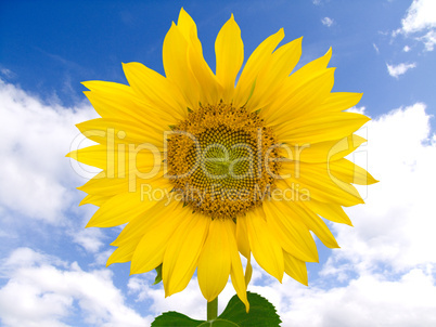 Sonnenblume vor bewölktem Himmel - Sunflower against cloudy sky