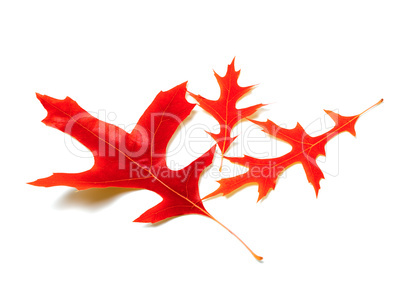 Three red leafs of oak
