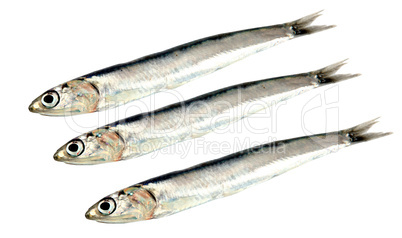 Fresh raw sardines