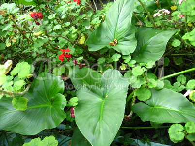 plant with greater green leaves in a greenhouse