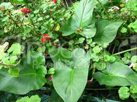 plant with greater green leaves in a greenhouse