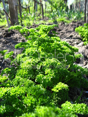 young green plant of parsley