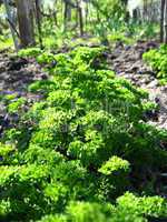 young green plant of parsley