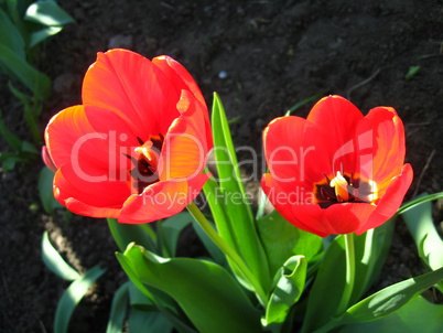 two red tulips on the flower-bed