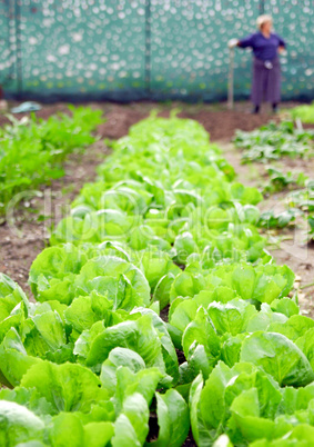 Long rows of green loose leaf lettuce